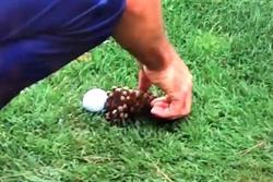 Pine_Cone_and_Golf_Ball